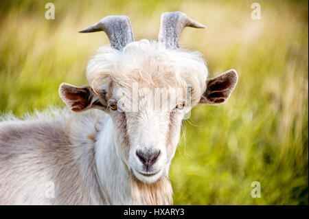 white goat with the curly hair and big horns closeup on green blurry background Stock Photo