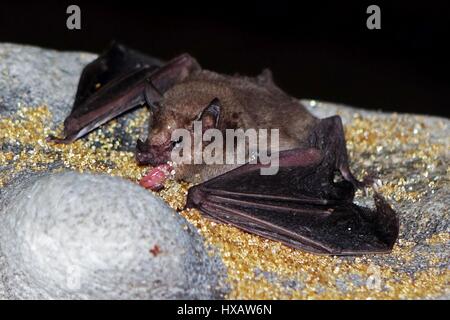 Bats flying and surching for food, Bonaire, Caribbean Stock Photo
