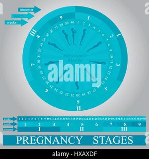 Stages of pregnancy and baby fetus development vector infographic Stock ...
