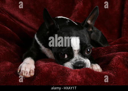 Adorable Boston terrier posing on a deep red plush background Stock Photo