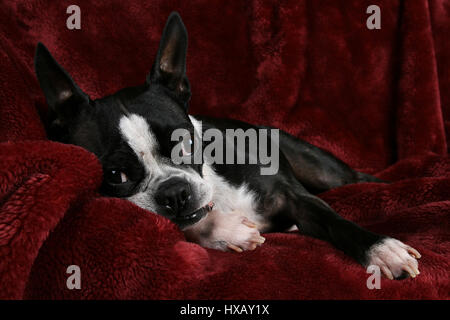 Adorable Boston terrier posing on a deep red plush background Stock Photo