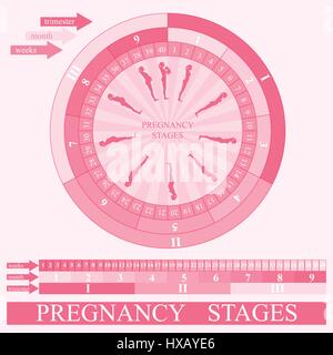 Woman pregnancy stages, vector Stock Vector
