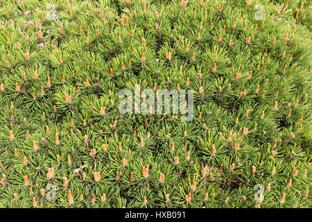Golden pine (Pinus mugo 'Ophir') dwarf pine background Stock Photo