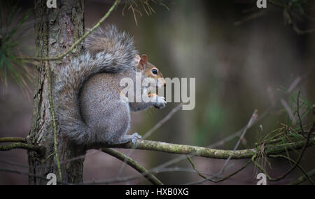 A Grey squirrel (Sciurus carolinensis) with a large, bushy tail sits on a tree branch eating a seed. Stock Photo