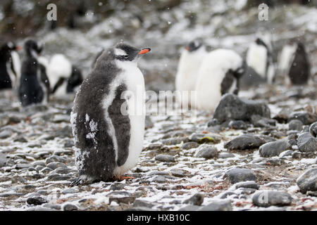 Penguin chick, chicks. Gentoo penguins Antarctica. Stock Photo