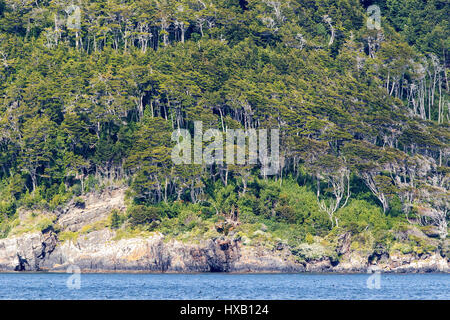 Beech tree forest on the shore of Beagle Channel, Patagonia, Chile. Stock Photo