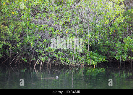 Sea turtle swimming through mangrove forest vegetation in Galapagos Islands cove on the coast of Santa Cruz Island. Stock Photo