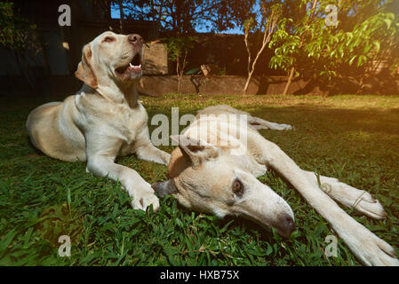 Two dogs laying on grass park background. Labrador and shepherd lay in yard Stock Photo