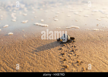 Baby loggerhead turtle (Caretta caretta) making its journey to the sea.   Mon Repos Conservation Park, Bundaberg, Queensland, Australia Stock Photo