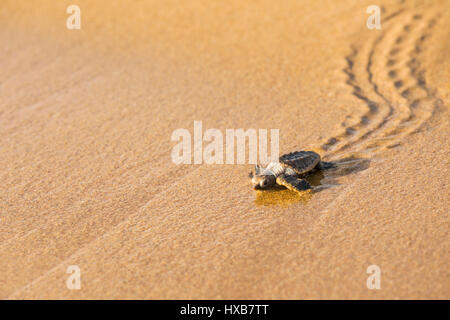 Baby loggerhead turtle (Caretta caretta) making its journey to the sea.   Mon Repos Conservation Park, Bundaberg, Queensland, Australia Stock Photo