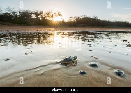 Baby loggerhead turtle (Caretta caretta) making its journey to the sea at sunset.   Mon Repos Conservation Park, Bundaberg, Queensland, Australia Stock Photo