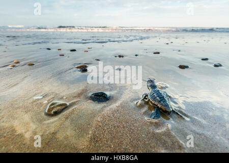 Baby loggerhead turtle (Caretta caretta) making its journey to the sea.   Mon Repos Conservation Park, Bundaberg, Queensland, Australia Stock Photo