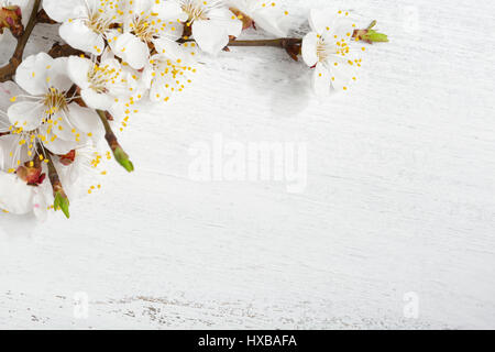 Old wooden shabby background with branches of blossoming apricot. Stock Photo