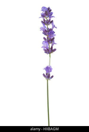 Sprig of lavender  isolated on white background Stock Photo