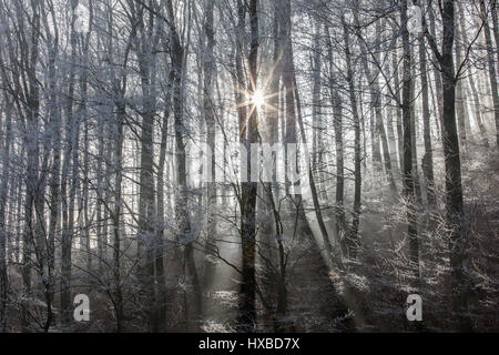 Sun peaking through a winter forrest Stock Photo