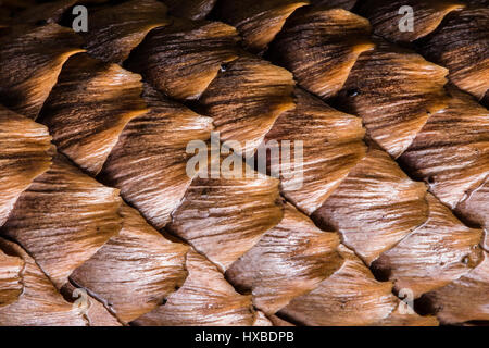 Spruce cone high close up texture Stock Photo