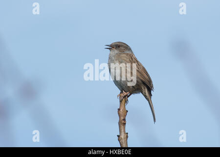 Dunnock also known as hedge sparrow (Prunella modularis) singing from a perch Stock Photo