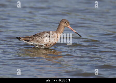 Black tailed Godwit moulting into summer plumage Stock Photo