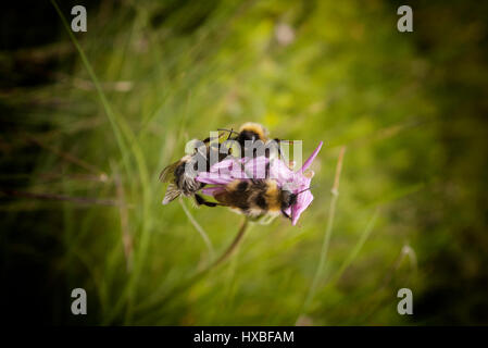 Bees on a flower Stock Photo