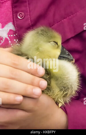 Girl holding an African gosling at the Mother Earth News Fair in Puyallup, Washington, USA Stock Photo