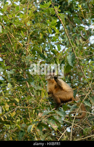 Brown or Black-capped, Pin or Tufted monkey (Sapajus apella) in the Pantanal region, Mato Grosso, Brazil, South America Stock Photo