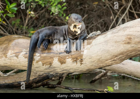 Giant River Otter resting on a log along the riverbank of the Cuiaba River in the Pantanal region, Mato Grosso, Brazil, South America Stock Photo