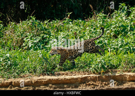 Mother jaguar running after Yacare Caiman for herself and her two cubs, along the Cuiaba River in the Pantanal Mato Gosso in Brazil, South America Stock Photo