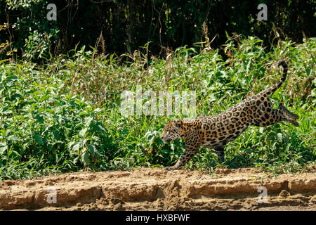 Mother jaguar running after Yacare Caiman for herself and her two cubs, along the Cuiaba River in the Pantanal Mato Gosso in Brazil, South America Stock Photo