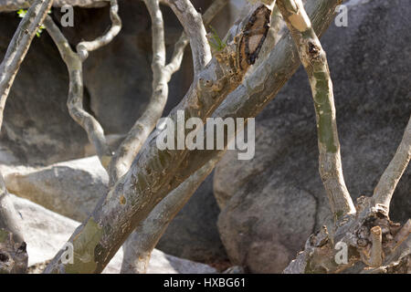Divi divi tree branches seen close up in the Aruba Garden with boulders in the background. Stock Photo