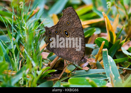 Twilight Brown - Melanitis leda (Common Evening Brown) late afternoon on the grass Stock Photo