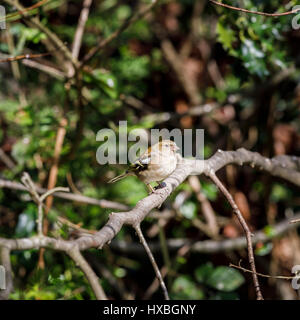 Female common chaffinch, Fringilla coelebs, perching on a branch in spring in a garden in in Surrey, south-east England, UK Stock Photo
