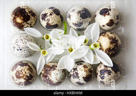 Organic quail eggs and white snowdrop flowers Stock Photo
