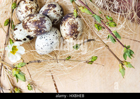 Quail eggs and tree branches in a straw nest Stock Photo