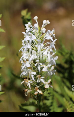 Northern white fringed orchid [Platanthera blephariglottis].Luzerne County,Pennsylvania,USA Stock Photo