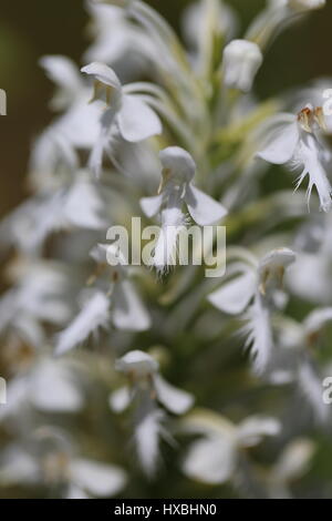 Northern white fringed orchid [Platanthera blephariglottis].Luzerne County,Pennsylvania,USA Stock Photo