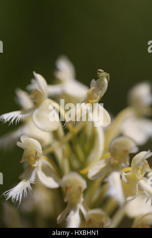 Platanthera xbicolor.A wild cross bred orchid,between P. blephariglottis &      P. ciliaris.Northern White & Orange fringed.Pennsylvania,USA Stock Photo