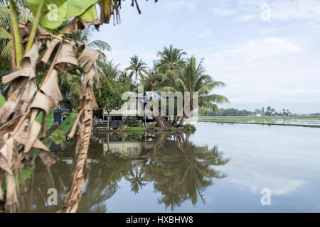 A house among the paddy fields in Sekinchan, Malaysia Stock Photo