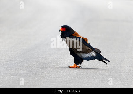 Bateleur Eagle (Terathopius ecaudatus), Kruger National Park, South Africa Stock Photo