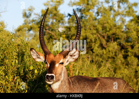 Portrait of Common Male Waterbuck ( Kobus ellipsiprymnus ), Kruger National Park, South Africa Stock Photo