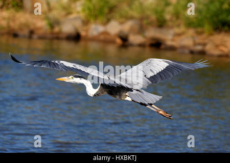 Grey Heron (Ardea cinerea) in flight, Kruger National Park, South Africa Stock Photo