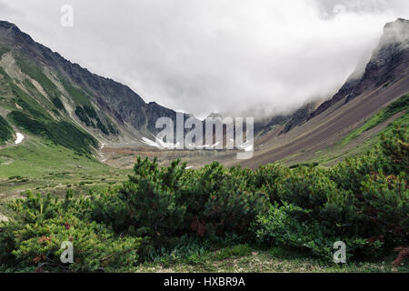 Kamchatka Peninsula - evergreen shrubs Pinus Pumila growing in mountain circus of Mountain Range Vachkazhets with rocky slopes in cloudy weather. Stock Photo