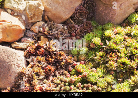 Succulents among stones and rocks in sunny day Stock Photo