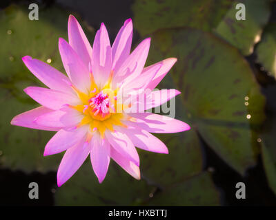 beautiful water lily or lotus flower is complemented by water background. saturated colors and vibrant detail Stock Photo