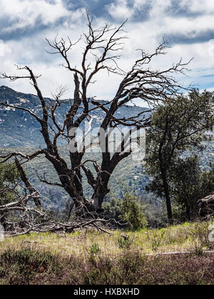 dead tree in cuyamaca state park from pine ridge hiking trail Stock Photo