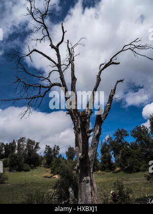 dead tree in cuyamaca state park from pine ridge hiking trail Stock Photo