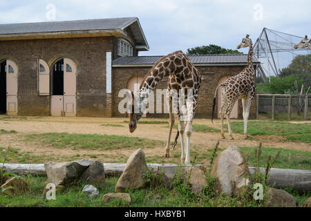 Giraffes at London Zoo Stock Photo