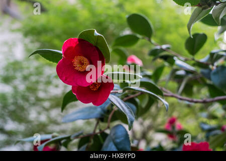 Bright rad tropical flower rhododendron  on a branch with deep green background Stock Photo