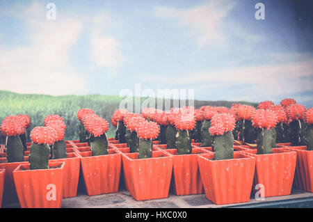 Red pink colorful cactus pot in the natural cactus farm nursery plant  garden, little fresh cactus growing in a flower pot indoors, Gymnocalycium  cactus 5192684 Stock Photo at Vecteezy