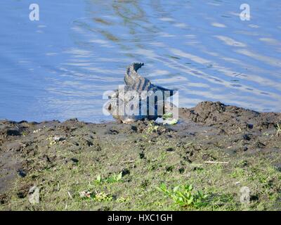 American alligator, very large, lying in the mud on the shore of Alachua Lake, Paynes Prairie Preserve State Park, Gainesville, Florida, USA Stock Photo