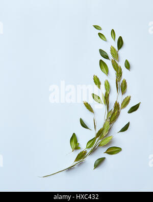 Nice ornament in form of big leave made from many different little leaves. Floral composition with little green leaves over white background. Stock Photo